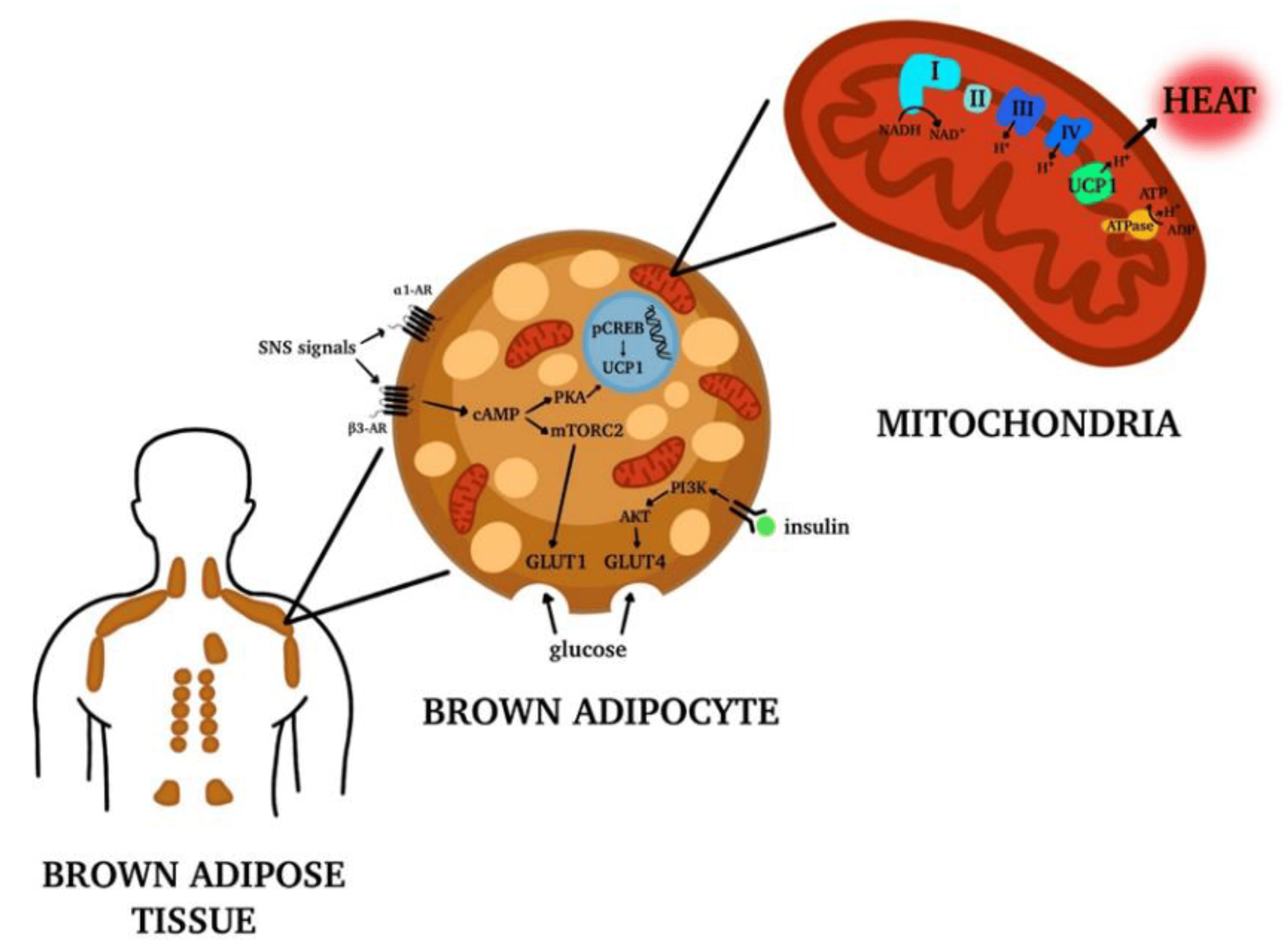 image of brown adipose tissue (BAT)